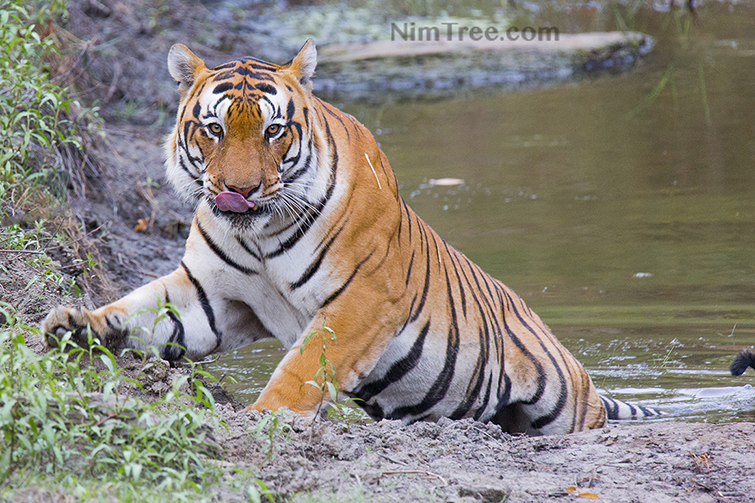 Wildlife Photography Tours India - Wildlife Photo Safaris