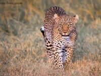 African Photography Safaris