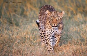 African Photography Safaris