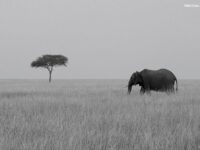 Great Migration Photo Safaris