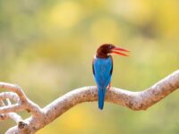 Indian Bird Photography Safaris