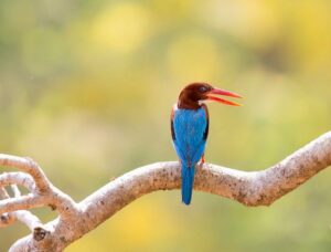 Indian Bird Photography Safaris