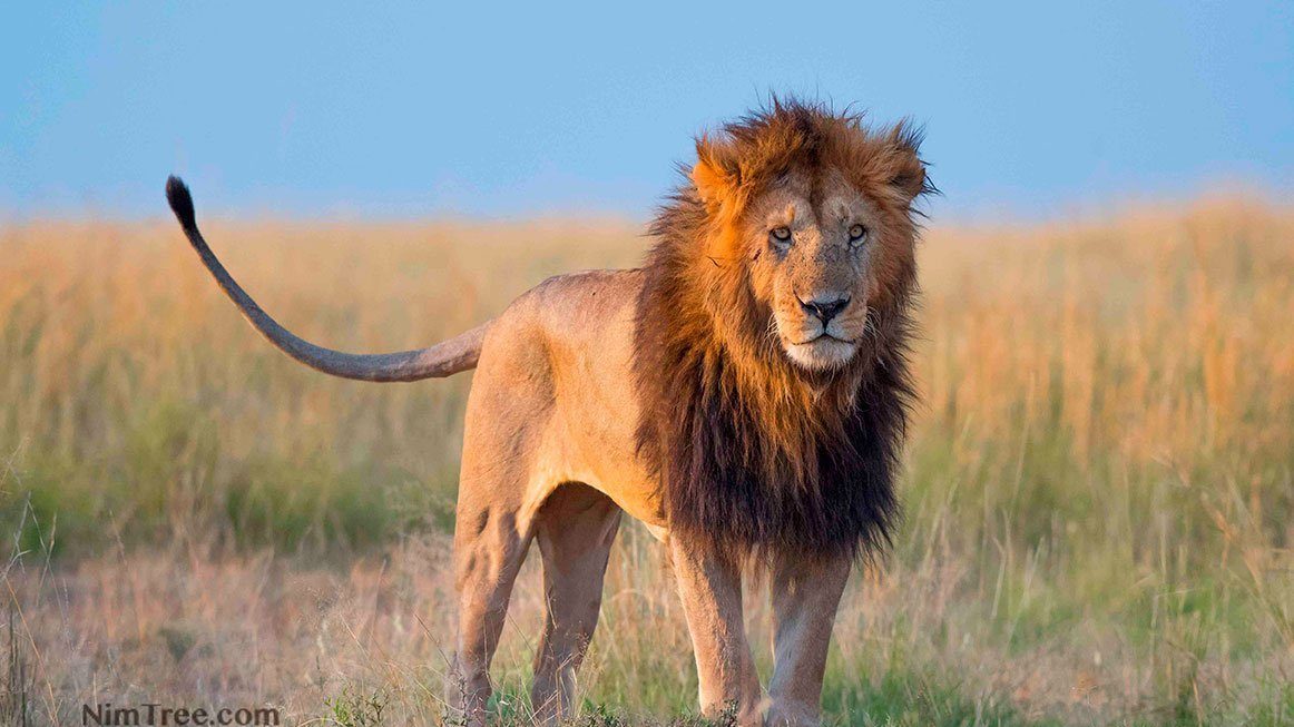 Masai Mara Photography Safaris