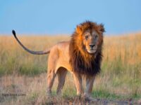 Masai Mara Photography Safaris