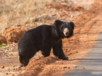wildlife photography tours