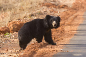 wildlife photography tours