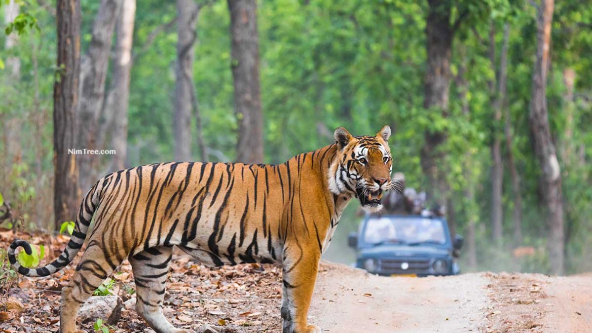 Tiger Photography Safaris India