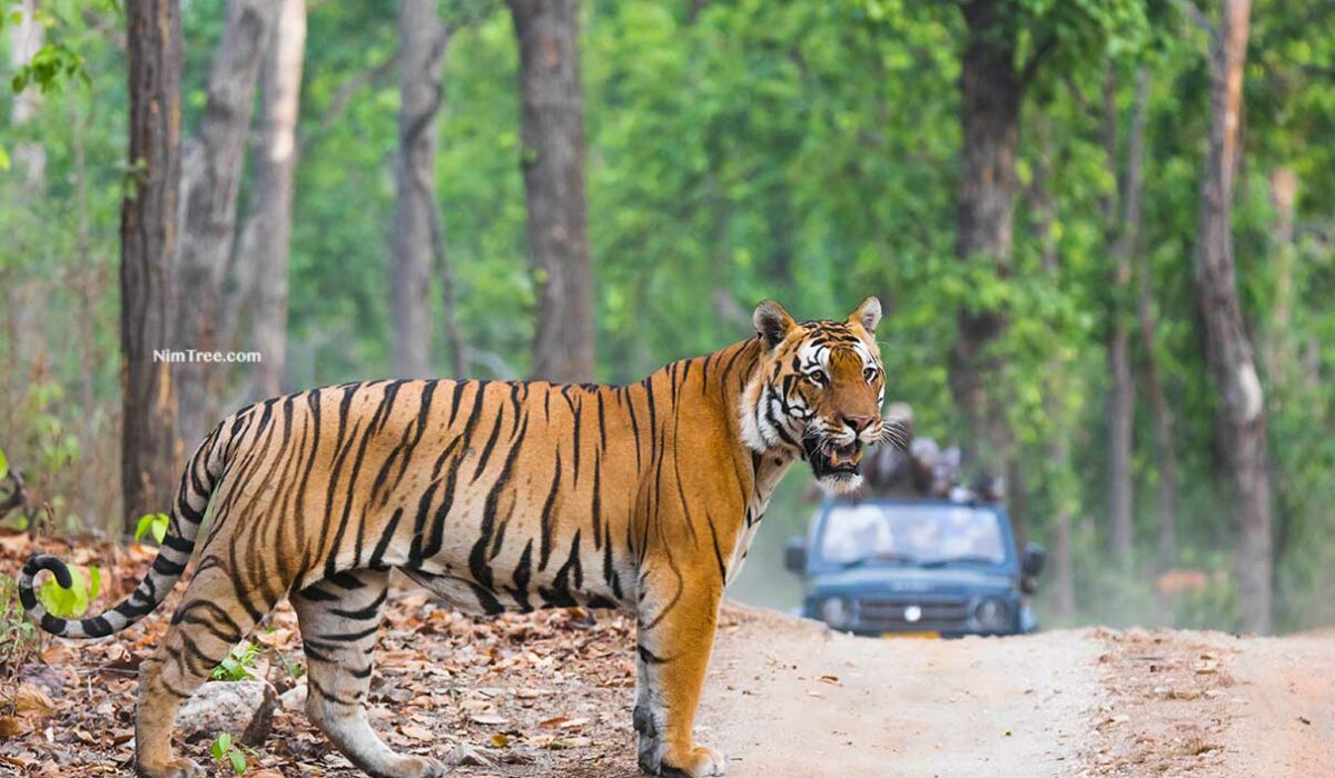 Tiger Photography Safaris India