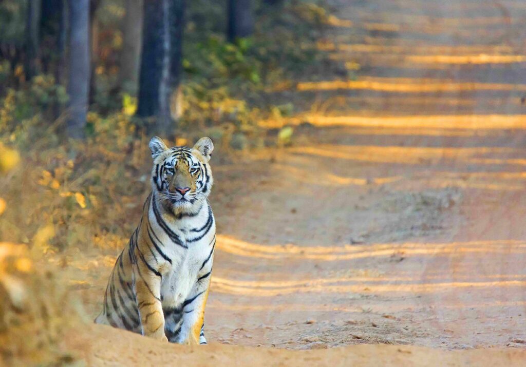Tigers in India