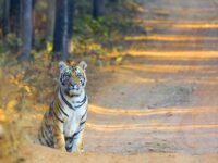 Tiger Photo Safaris India