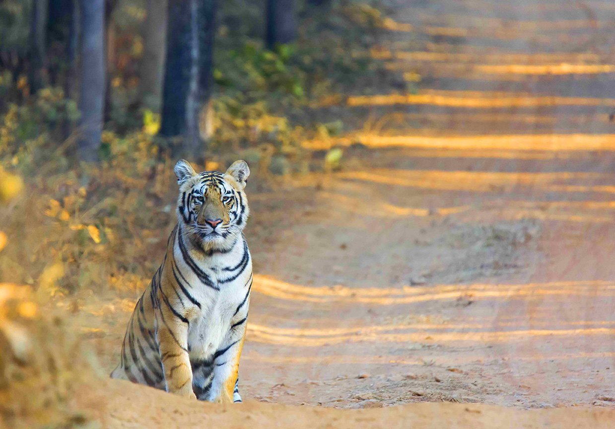 Tiger Photo Safaris India