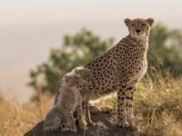 cheetah with cubs