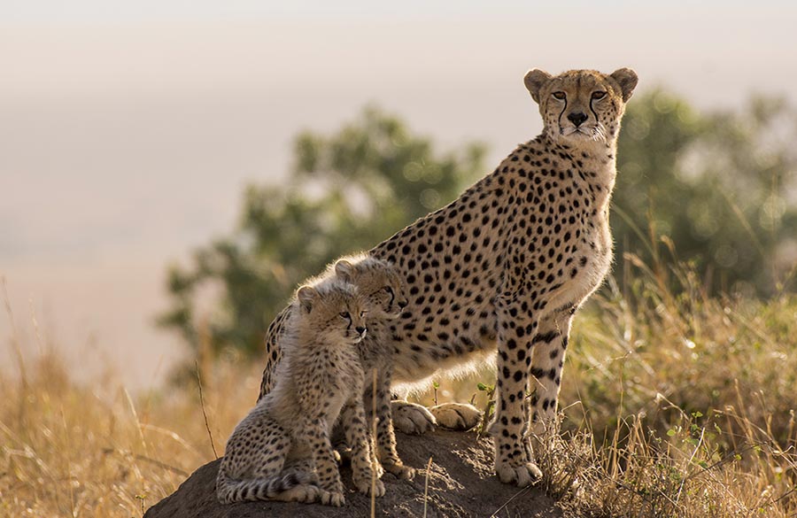 cheetah with cubs