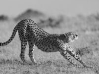 masai mara photo safaris
