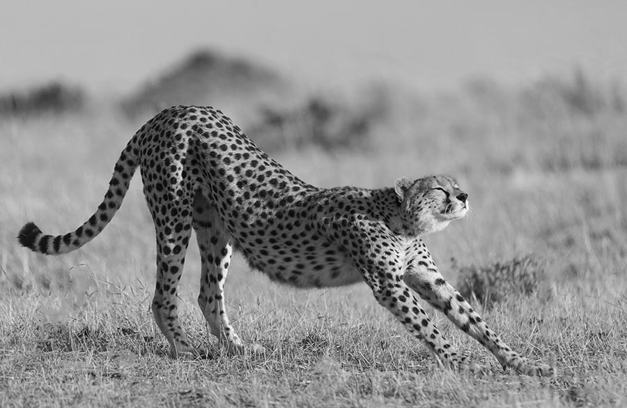 masai mara photo safaris