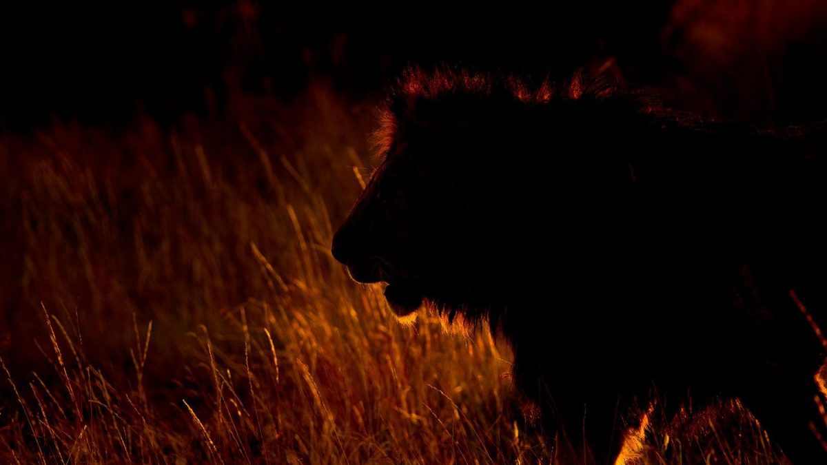 Serengeti photo safaris