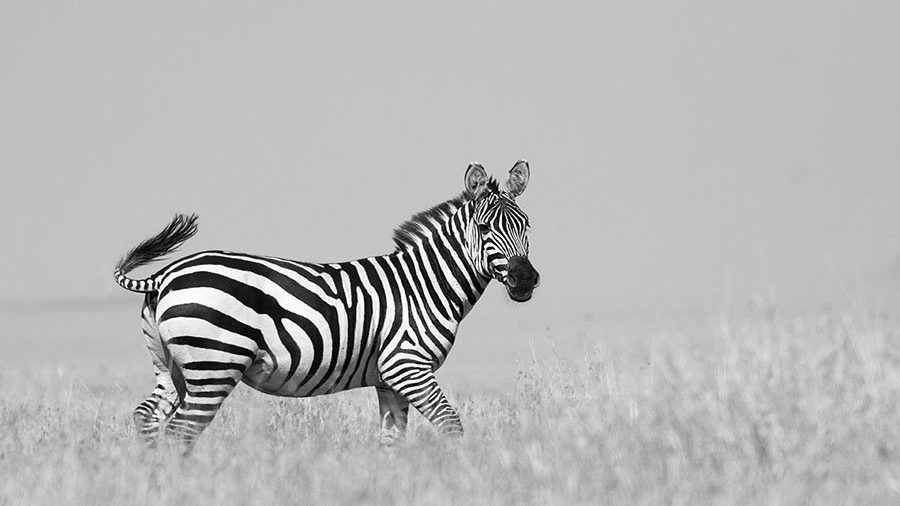 Migration photo safaris