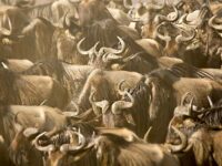 Migration Photo Safaris Masai Mara