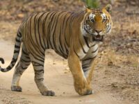 Bandhavgarh-Photo-Safaris-India