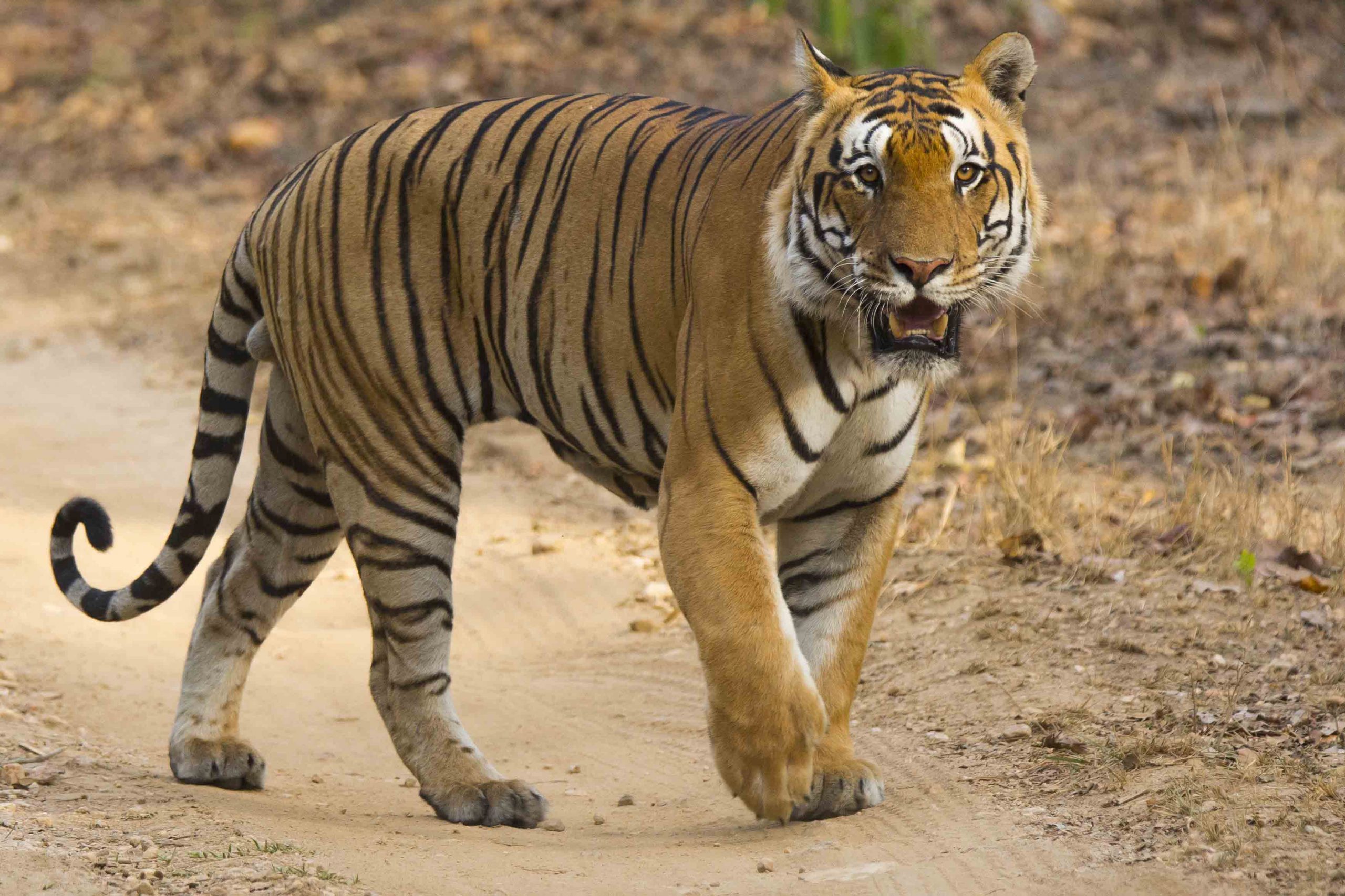 Bandhavgarh-Photo-Safaris-India