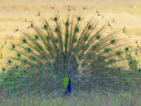 Tiger Photography Tours