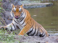 Tiger Photography Tours