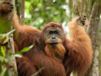 orangutans photography tours