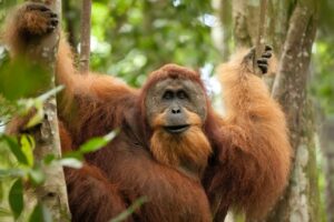 orangutans photography tours