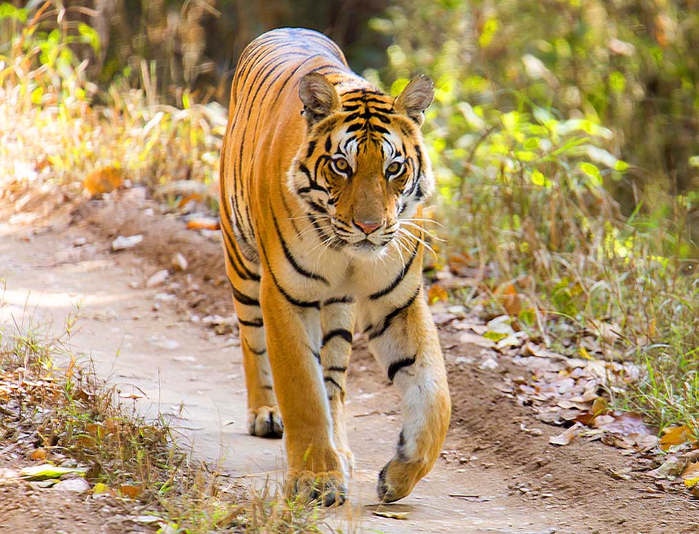 Tiger Safari Balance Payment Bw Wildlife Photo Safaris