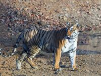 Tiger Photo Tours
