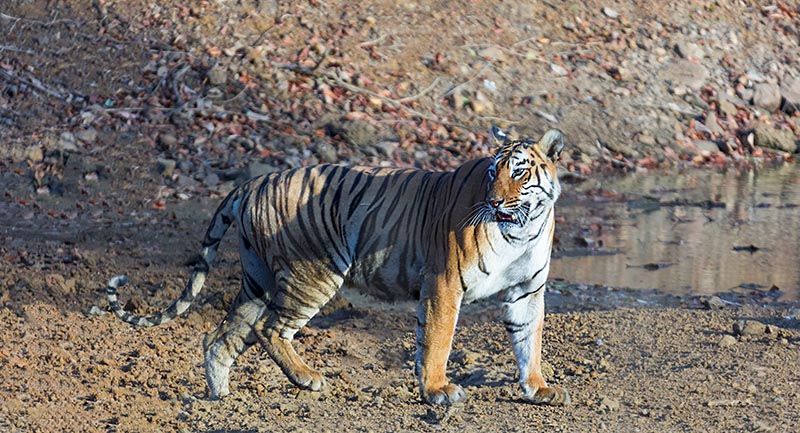 Tiger Photo Tours
