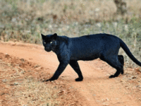 Kabini photography tours