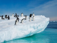 Antarctica photography tours