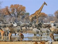 Namibian wildlife photo Tours