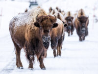 Yellowstone photography tours