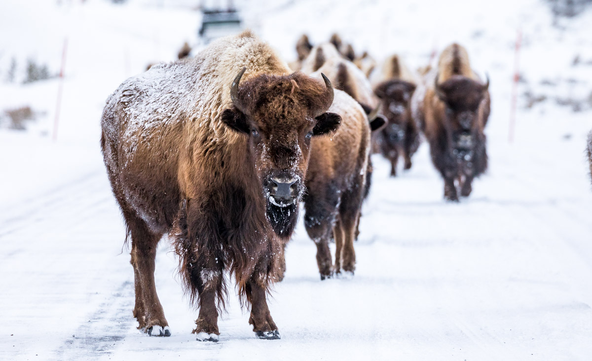 Yellowstone photography tours