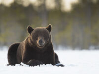 brown bear photo tours finland