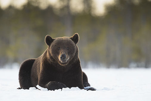 brown bear photo tours finland