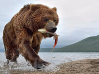 kamchatka bears photo tours