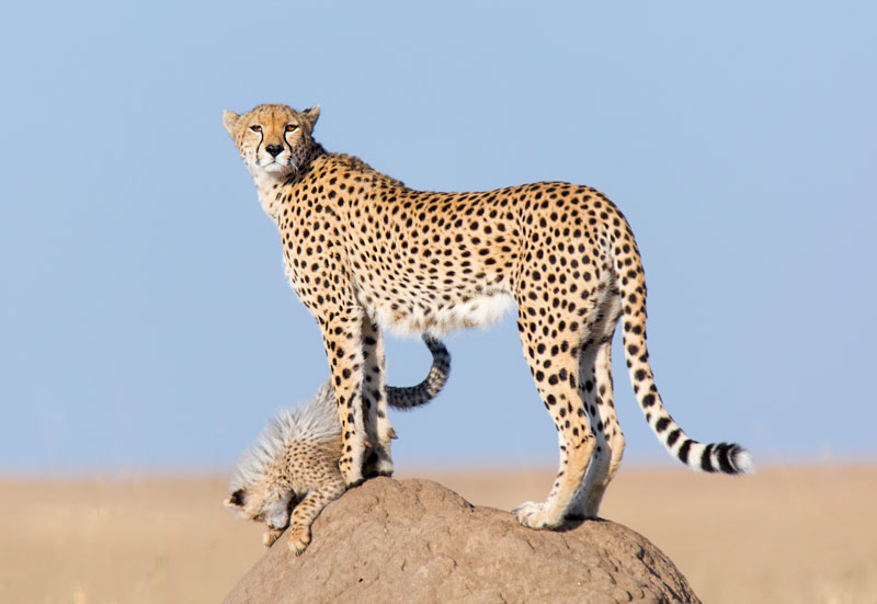 Big Cats Photo Safaris