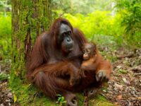 Orangutan Photo Tours