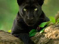 Black Panther Photo Tours
