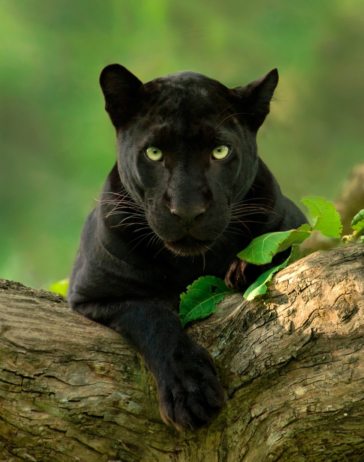 Kabini Photo Tours Black Panther Photo Tours Kabini Leopard 