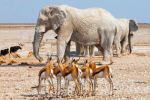 Namibia photography Safaris