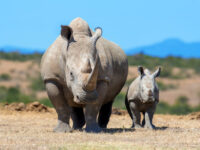 Rhino photo tours