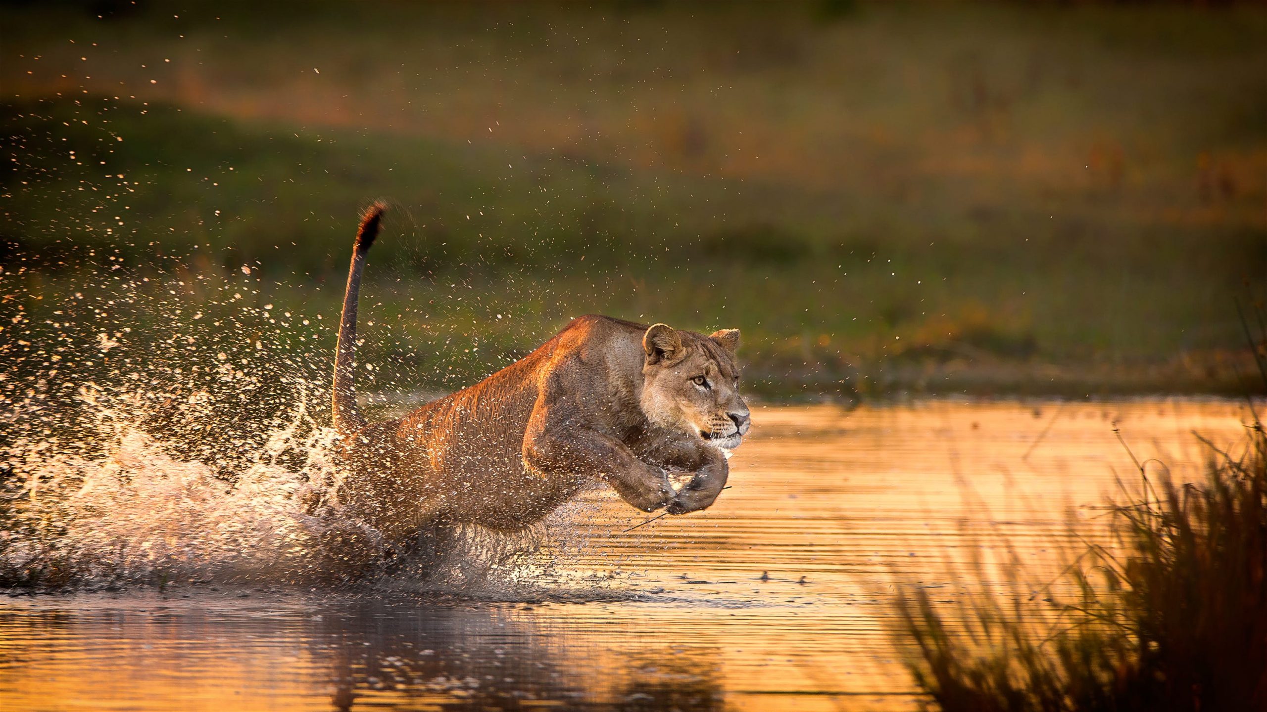 Botswana Photo Safaris