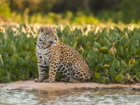 Jaguar photo safaris brazil