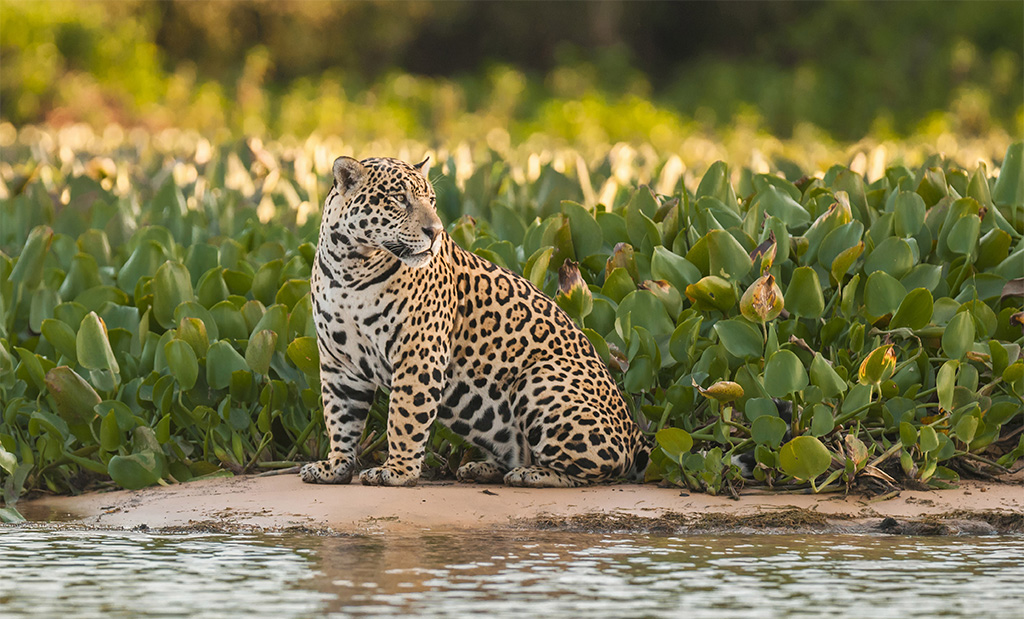 Jaguar photo safaris