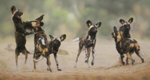 african wild dog photo safaris