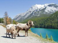 canadian wildlife photo tours